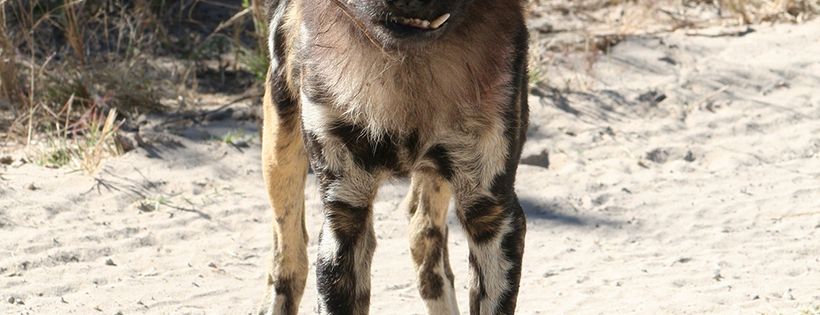 Painted Dog Conservation Inc