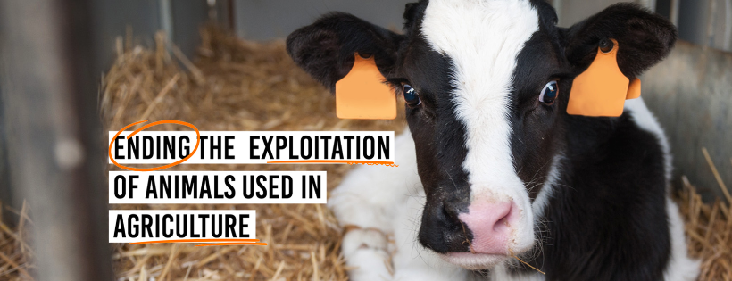 Animal Justice Project Cover Photo