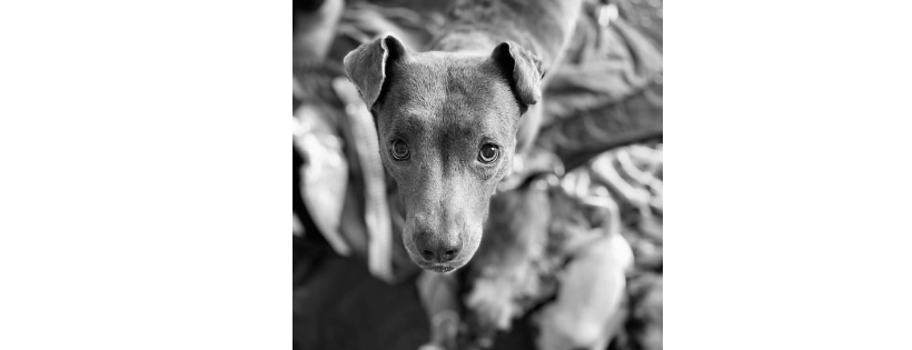 Home Free Animal Rescue