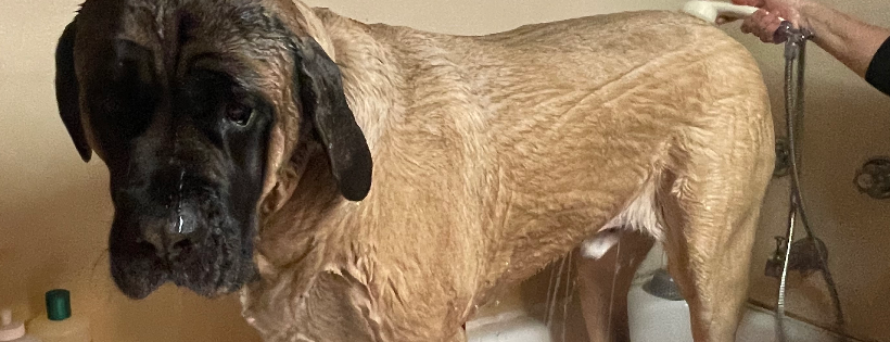 Bed bark and beyond