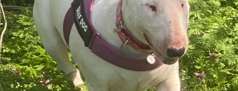 Absolute bull terrier rescue Cover Photo