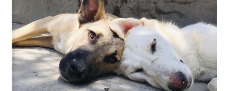 Kabul Small Animal Rescue Cover Photo
