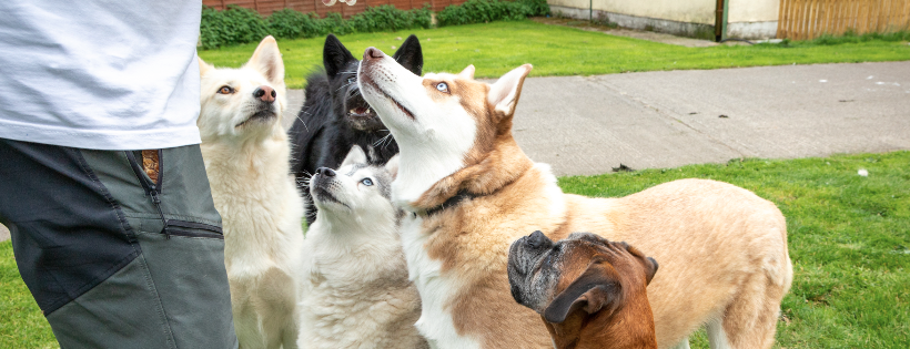 Husky Rescue Ireland Cover Photo