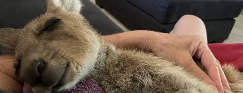Emerald Acres Animal Rescue Inc.