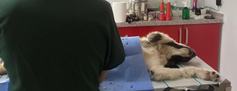 Dog Desk Animal Action CIC Cover Photo
