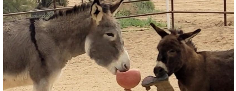 Hangry Donkey Sanctuarty