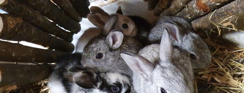 Warren Peace Bunny Sanctuary Cover Photo