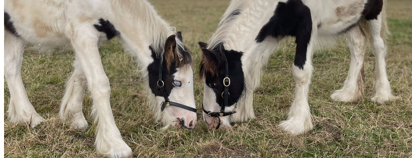 The Peaceful Pony Cover Photo