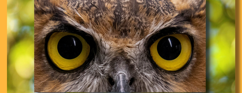 Raven Ridge Wildlife Center Cover Photo