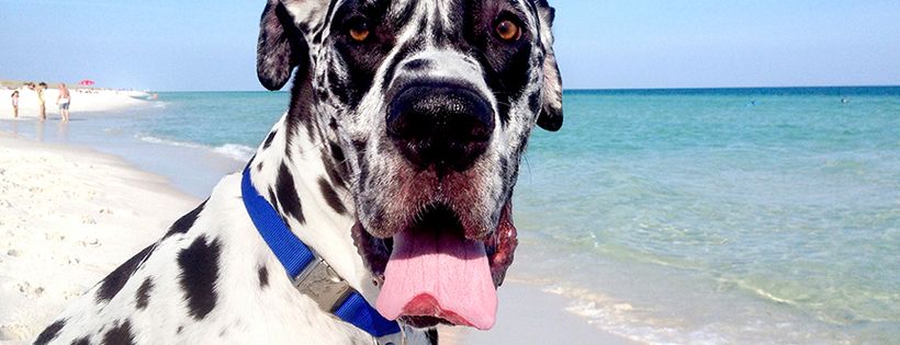 Northwest Florida Great Dane Rescue Cover Photo