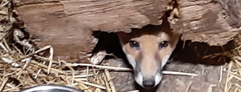 Rangers Lodge Wildlife Hospital CIO Cover Photo