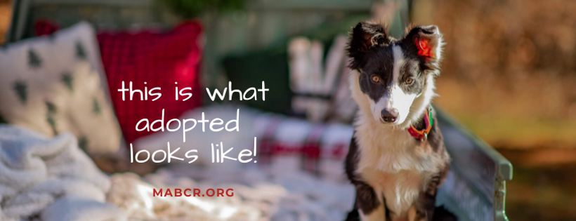 MidAtlantic Border Collie Rescue