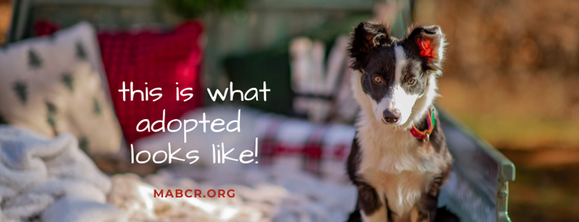 MidAtlantic Border Collie Rescue Cover Photo