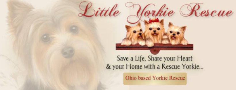 Little yorkie hot sale rescue