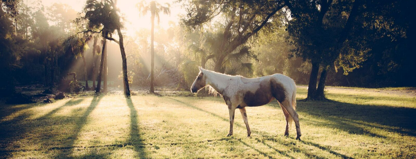 WILD HORSE RESCUE CENTER INC Cover Photo