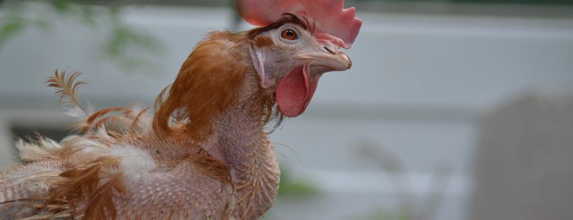 NSW Hen Rescue Cover Photo