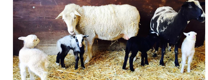 Flat Broke Farm Animal Rescue