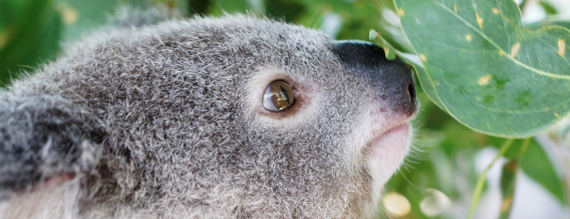 Friends Of The Koala Cover Photo