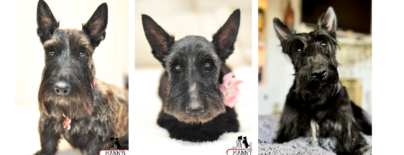 Scottish Terrier Rescue of the Southeast