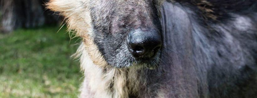 Sweet Shepherd Rescue Australia Inc Cover Photo