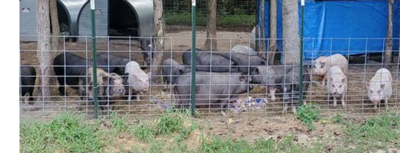 Happy and Sunshines Pig Rescue and Sanctuary Cover Photo