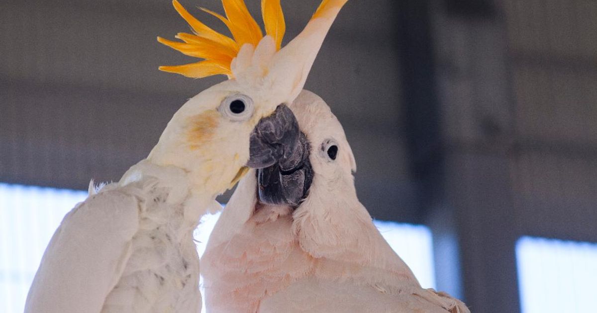 Vote for Ziggy's Haven Bird Sanctuary, Inc to share in 500,000