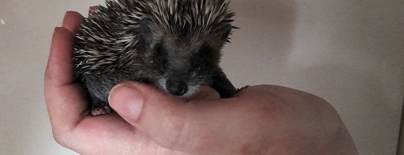 Pawprints Wildlife Rescue Cover Photo