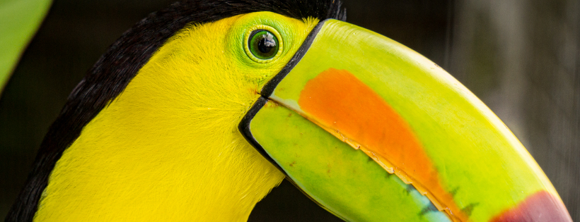 Toucan Rescue Ranch Cover Photo