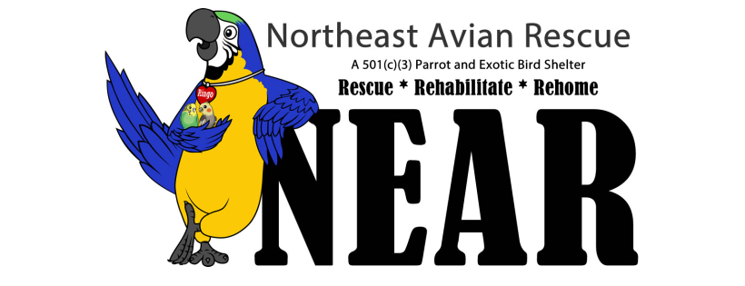 Northeast Avian Rescue