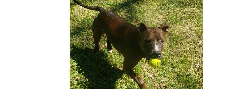 Lake Martin Animal Sanctuary Cover Photo