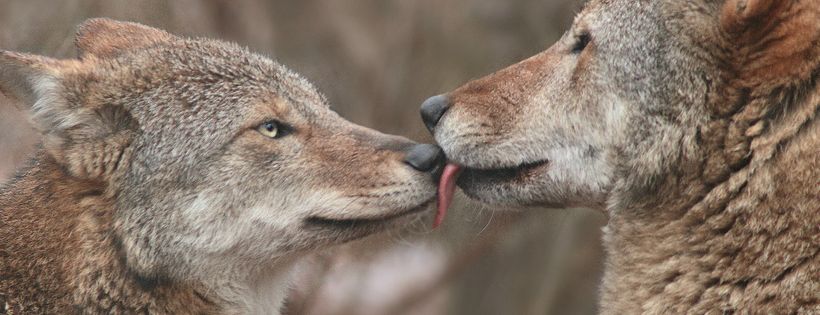 Wolf Conservation Center Cover Photo