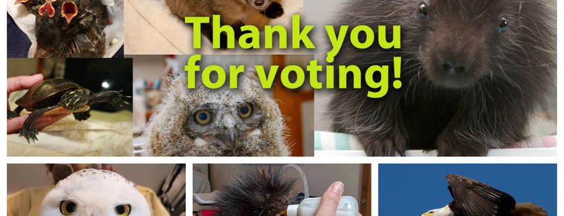 Cobequid Wildlife Rehabilitation Centre Cover Photo