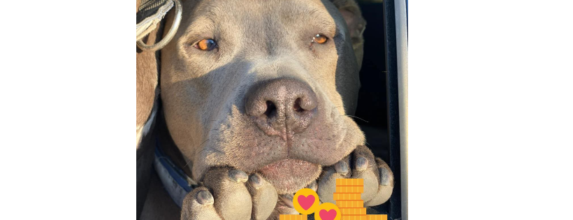 Montana Pittie Project LLC Cover Photo