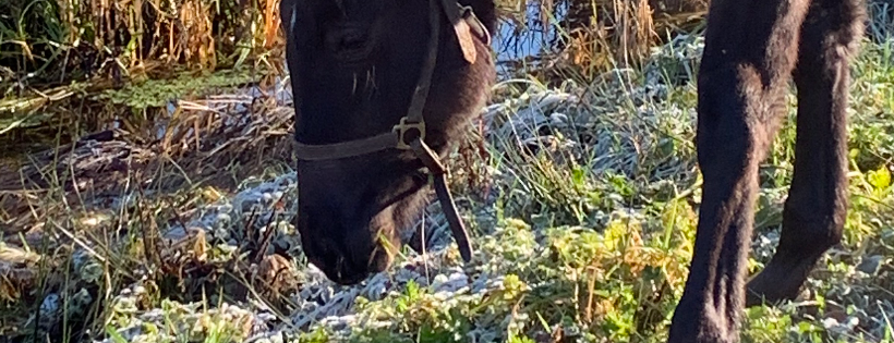 Horse Sanctuary at Finn Farms Cover Photo