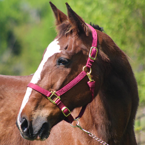 New Start Standardbred Adoption Logo