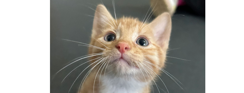 Destitute Animal Shelter