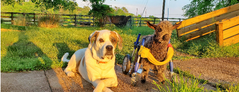 Little Buckets Farm Sanctuary Cover Photo