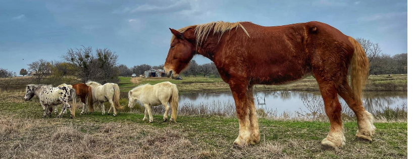 Legacy Ranch and Rescue inc. Cover Photo