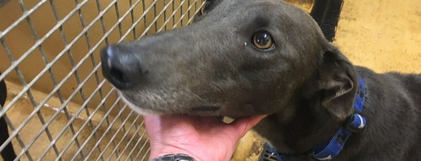 Forever Hounds Trust Cover Photo