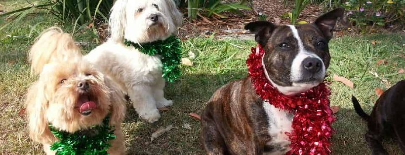 Companion Animals Welfare Incorporated CAWI Cover Photo