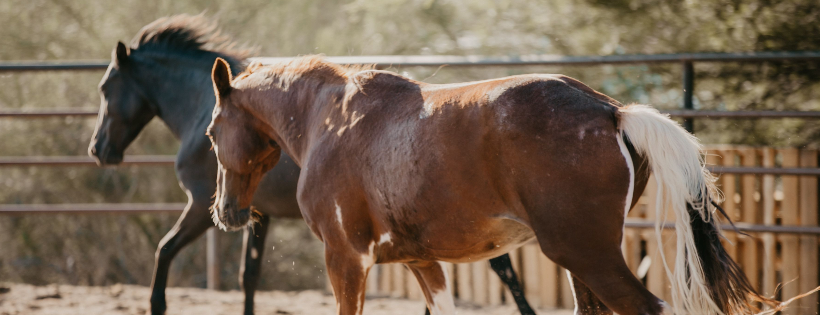 Tierra Madre Horse & Human Sanctuary Cover Photo