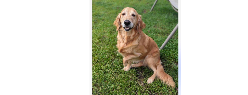 Joshua's House for Golden Retriever Rescue and Sanctuary Cover Photo