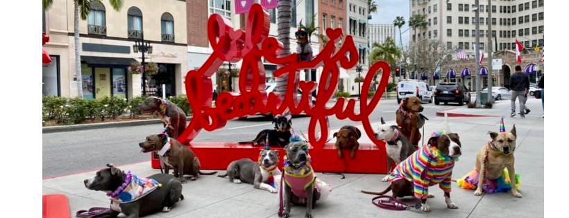 LARPBO Los Angeles Responsible Pit Bull Owners Cover Photo