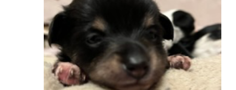 Mary Ts Chihuahua and Small Breed Rescue Cover Photo