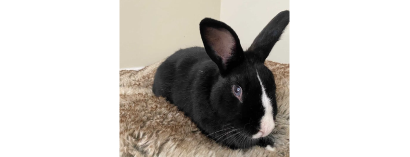 Tiny Paws Rabbit Rescue Cover Photo