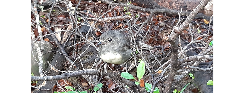 Takaka Hill Biodiversity Group Trust Cover Photo