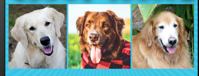 Golden Retriever Rescue of Mid-FL Cover Photo