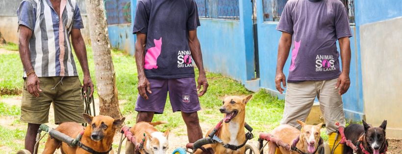 Animal SOS Sri Lanka Cover Photo