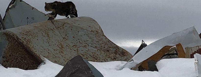 Corner Brook Scaredy Cat Rescue