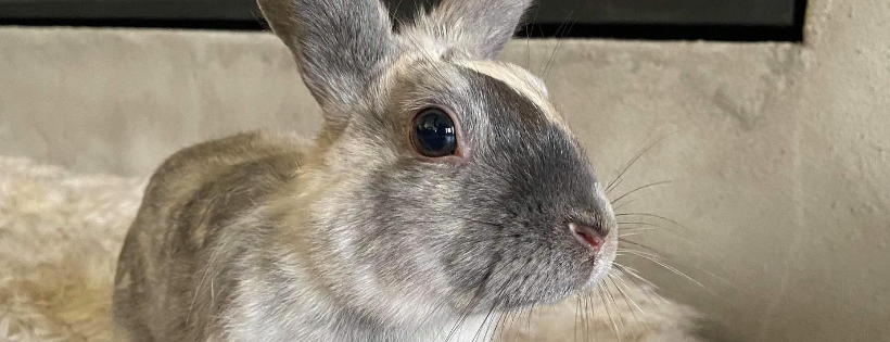 Pumpkin's Acres Rabbit Rescue